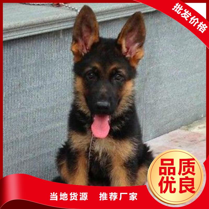 德国牧羊犬-黑狼品质服务