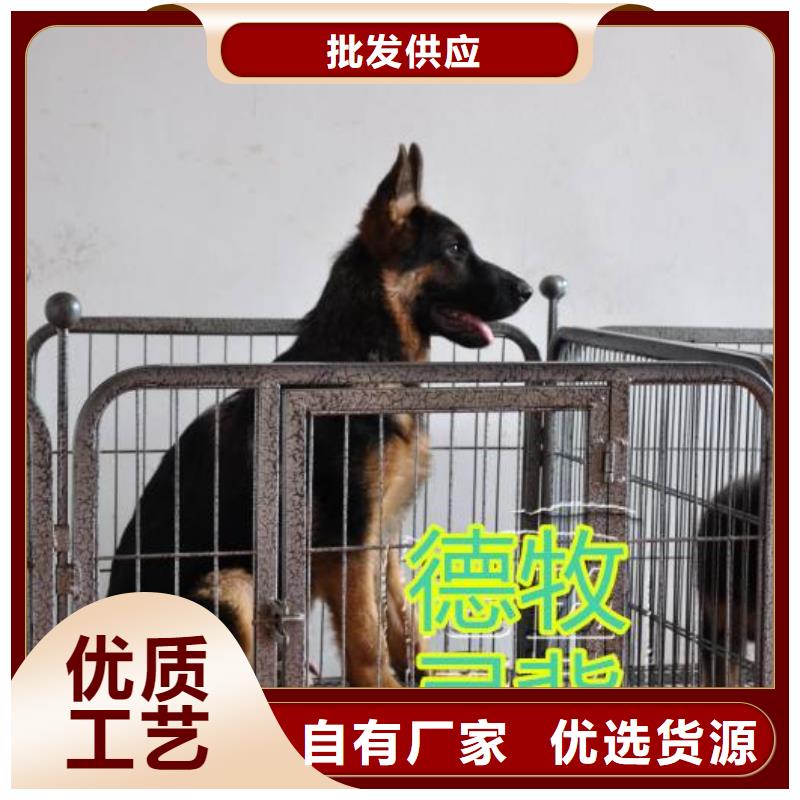 德国牧羊犬马犬支持大批量采购