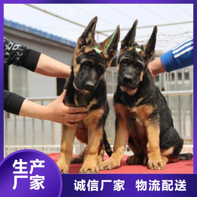 德国牧羊犬高加索犬诚信商家