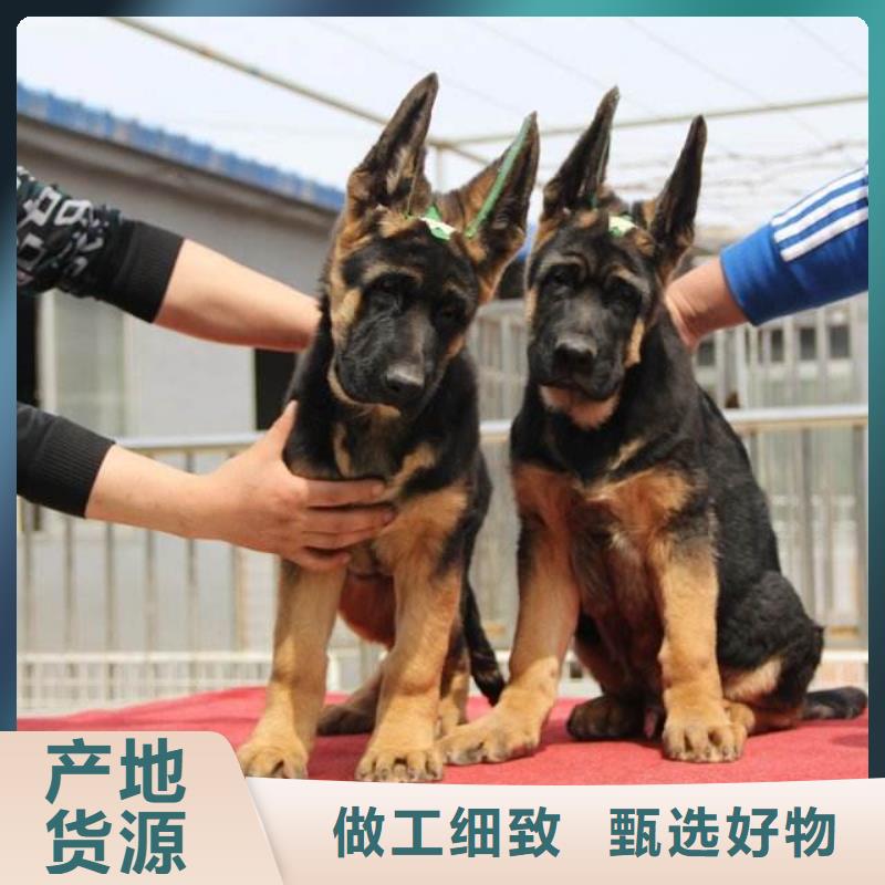 【德国牧羊犬马犬好品质用的放心】