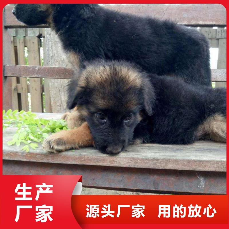 【德国牧羊犬】_马犬厂家规格全