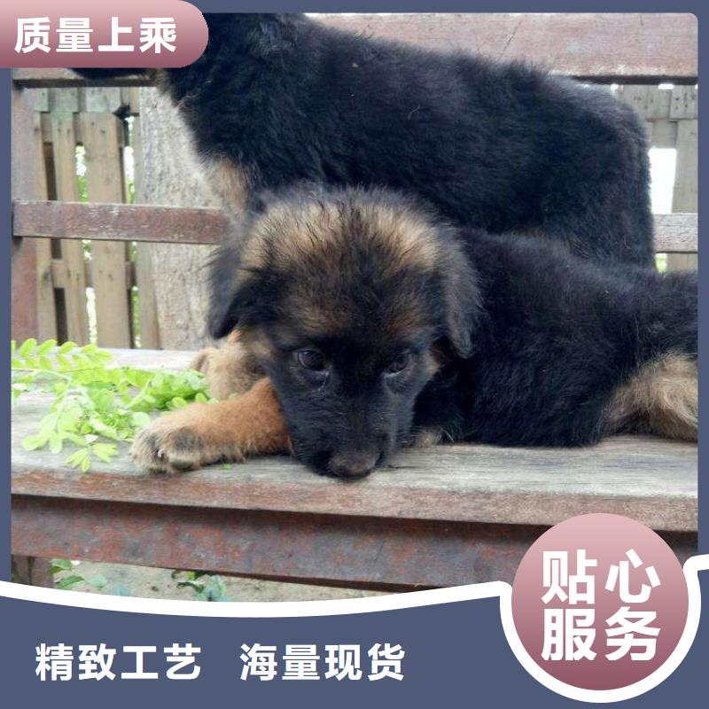 德国牧羊犬比特犬现货充裕